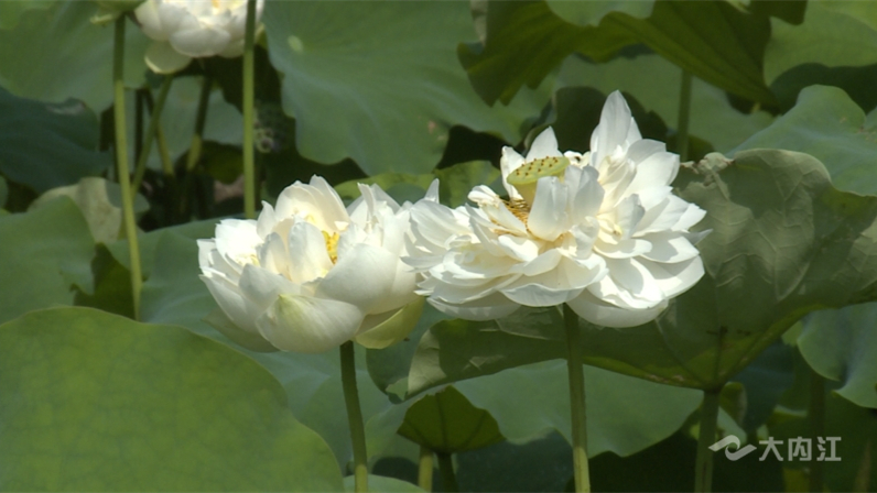 3荷花1.jpg